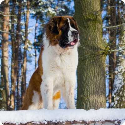 Photo of Saint Bernard