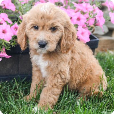 Photo of Goldendoodle