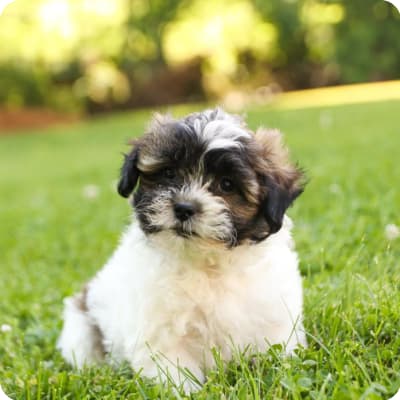 Photo of Shih-Poo