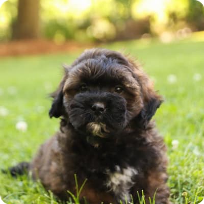 Photo of Shih-Poo