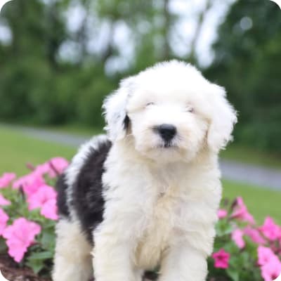 Photo of Sheepadoodle