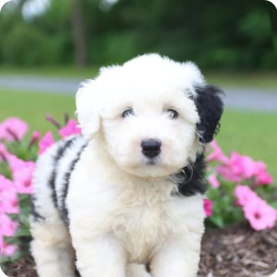 Photo of Sheepadoodle