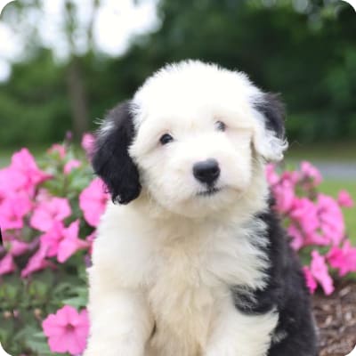 Photo of Sheepadoodle