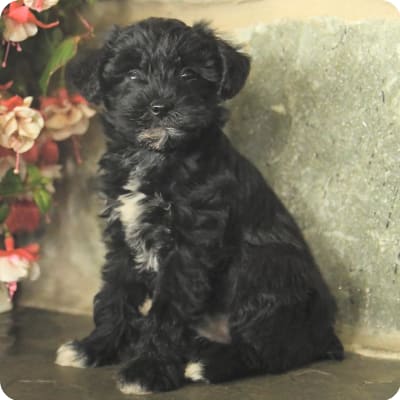 Photo of Schnoodle