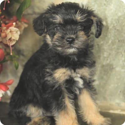 Photo of Schnoodle