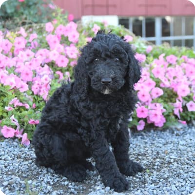 Photo of Labradoodle