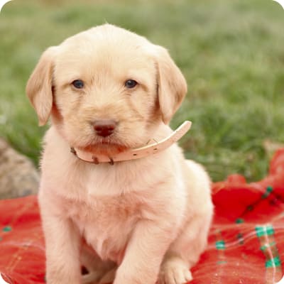 Photo of Labradoodle