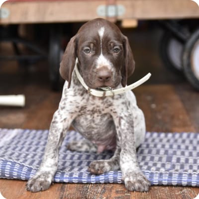 Photo of German Shorthaired Pointer