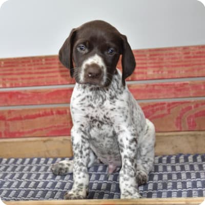 Photo of German Shorthaired Pointer