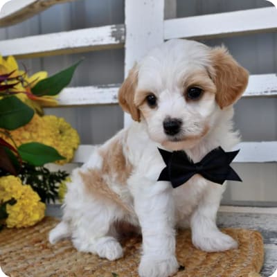 Photo of Lhasa Poo