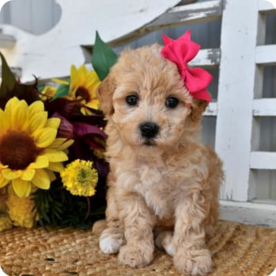 Photo of Lhasa Poo