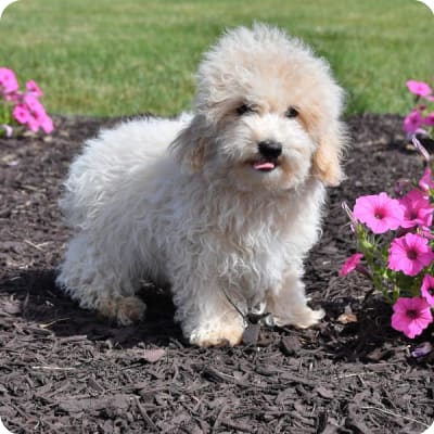 Photo of Maltipoo