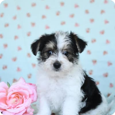 Photo of Morkie