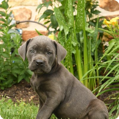 Photo of Cane Corso