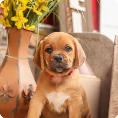 Photo of Puggle