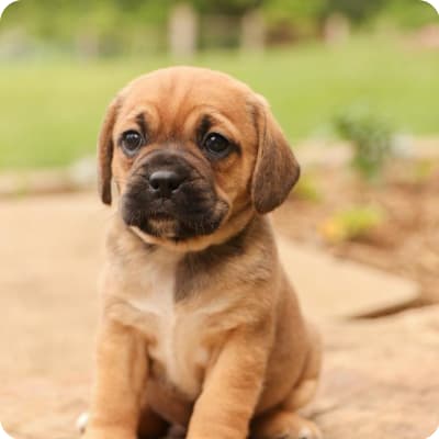 Photo of Puggle