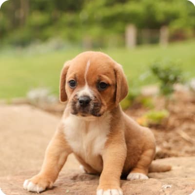 Photo of Puggle