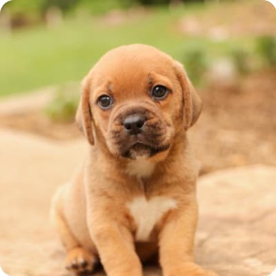 Photo of Puggle