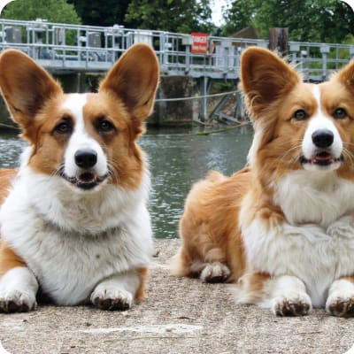 Photo of Cardigan Welsh Corgi