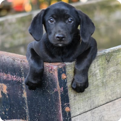 Photo of Catahoula Leopard Dog