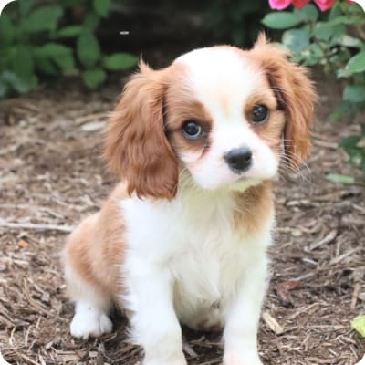 Cavalier King Charles Spaniel Puppies for Sale