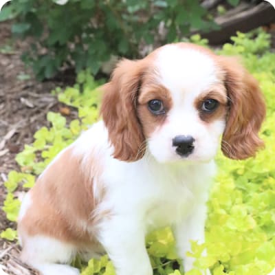 Photo of Cavalier King Charles Spaniel