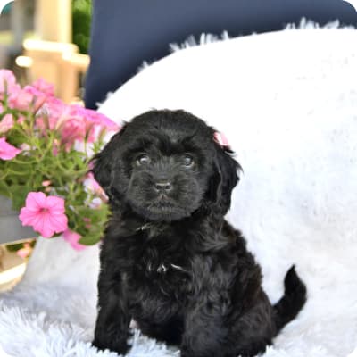 Photo of Cavapoo