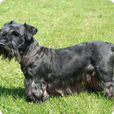 Photo of Cesky Terrier