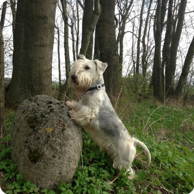 Photo of Cesky Terrier