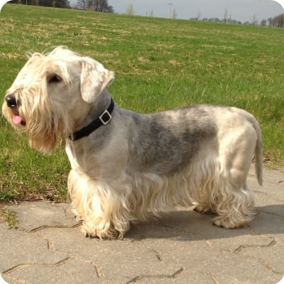 Photo of Cesky Terrier