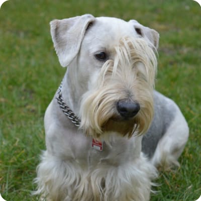 Photo of Cesky Terrier