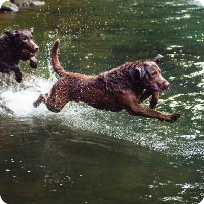 Photo of Chesapeake Bay Retriever