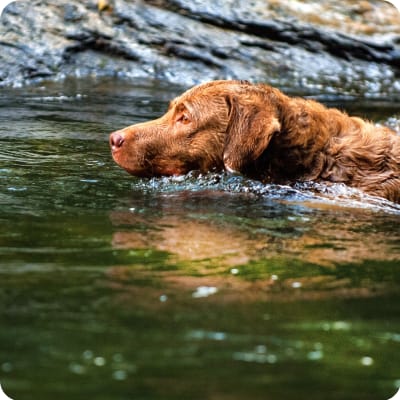 Photo of Chesapeake Bay Retriever