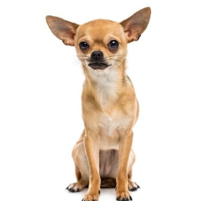 Photo of Chihuahua