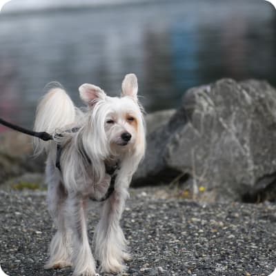 Photo of Chinese Crested