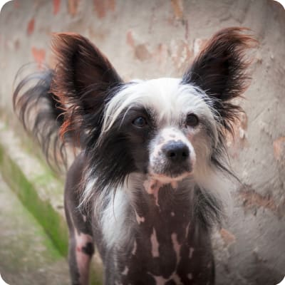 Photo of Chinese Crested