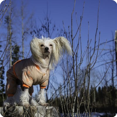 Photo of Chinese Crested