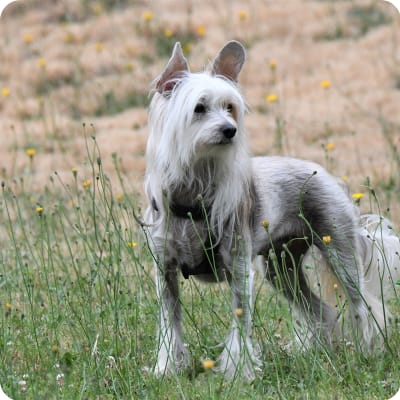 Photo of Chinese Crested