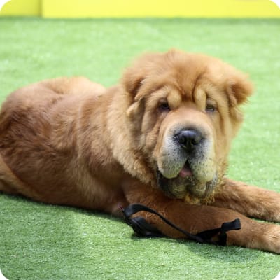 Photo of Chinese Shar-Pei