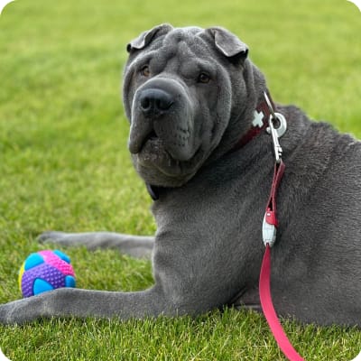 Photo of Chinese Shar-Pei