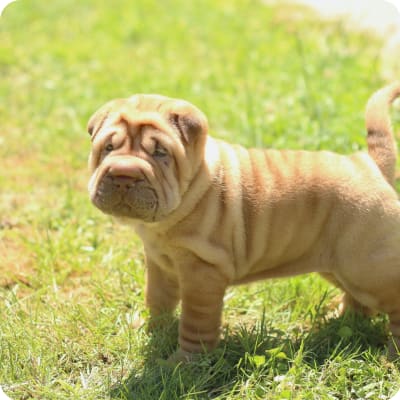 Photo of Chinese Shar-Pei