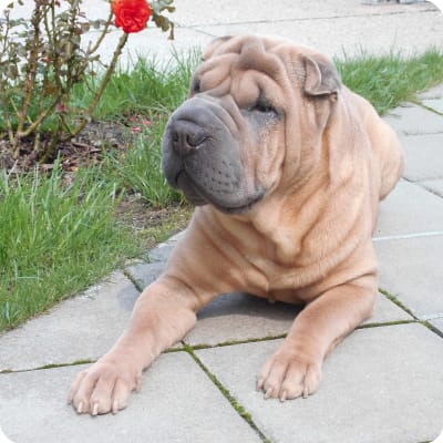 Photo of Chinese Shar-Pei