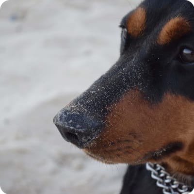 Photo of German Pinscher