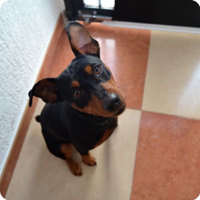 Photo of German Pinscher