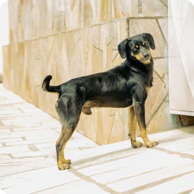 Photo of German Pinscher