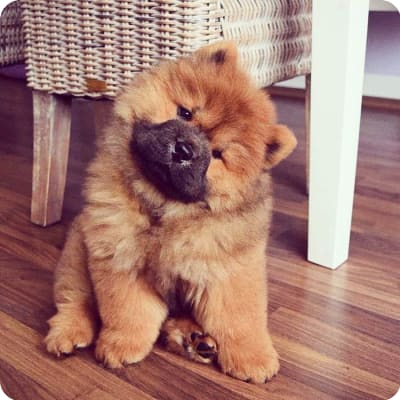 Photo of Chow Chow