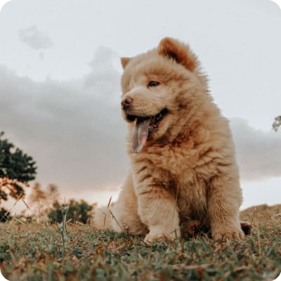 Photo of Chow Chow