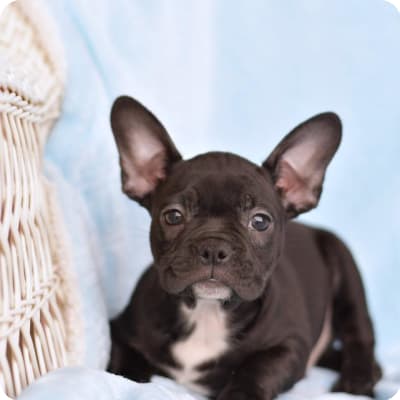 Photo of Frenchton