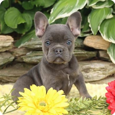 Photo of French Bulldog