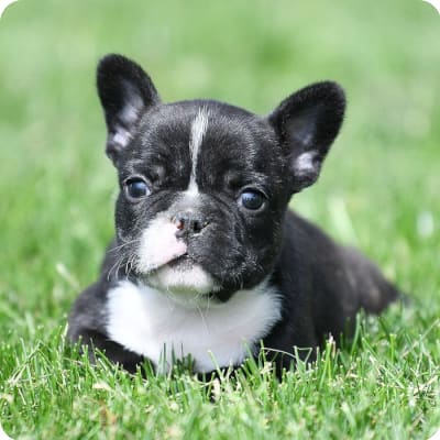 Photo of French Bulldog